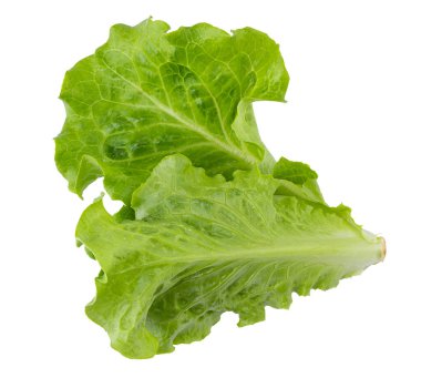 Marul Romain şeffaf bir arkaplanda izole edildi