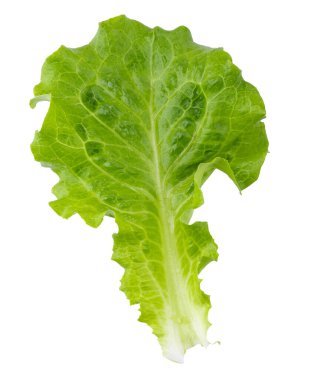 Marul Romain şeffaf bir arkaplanda izole edildi