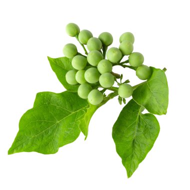 Bezelyeli patlıcan veya hindi üzümü beyaz arka planda izole edilmiş.