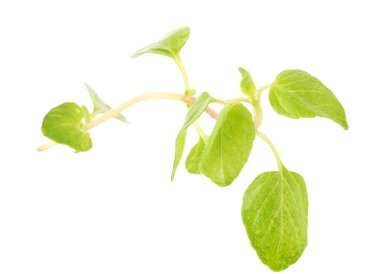 Beyaz arka planda taze Oregano bitkisi..