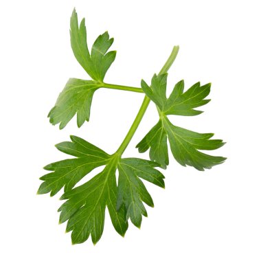 Beyaz arka planda izole edilmiş maydanoz taze bitkisi..