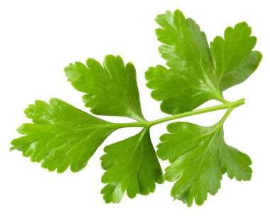 Beyaz arkaplanda maydanoz yaprakları