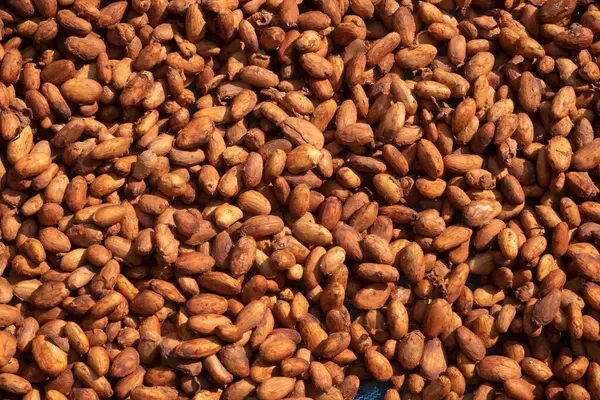 Kakao çekirdeği veya kakao çekirdeği mayalandıktan sonra kurutma platformunda kurutuluyor.