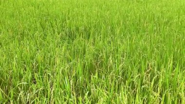 Pirinç tarlasında yemyeşil pirinç kulakları, çeltik tarlasında yetişen yeşil pirinç bitkileri..