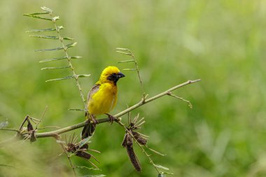 Asya altın dokumacı (Ploceus hipoksanthus), Ploceidae familyasından bir kuş türü. Üreme tüyleri yeşil arka planda Asyalı erkek Altın Weaver