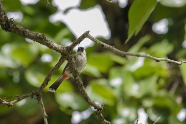 Sulu kafalı bülbül kuşu yeşil bir bitkinin üzerinde