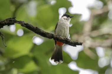 Sulu kafalı bülbül kuşu yeşil bir bitkinin üzerinde