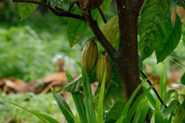 Yağmur mevsiminde kakao ağaçlarındaki çiğ kakao üzümleri