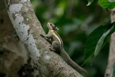 Himalaya çizgili sincabı yeşil bir arka planda ağaca tırmanıyor.