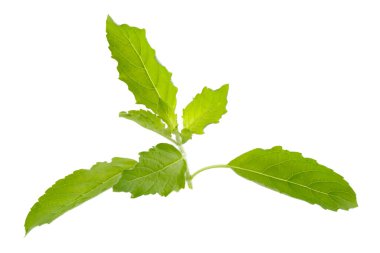 Beyaz arka planda izole edilmiş taze bir fesleğen yaprağı.