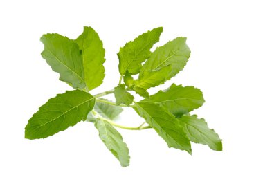 Beyaz arka planda izole edilmiş taze bir fesleğen yaprağı.