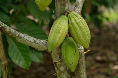 Kakao tarlasında kakao ağaçlarındaki yeşil ve sarı kakao kabukları.