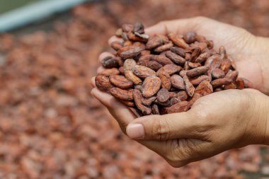 Kakao çekirdeği yığını güneşte kuruyor.