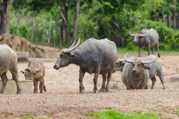 Bir ağılda su bufalosu (Bubalus bubalis) veya evcil su bufalosu
