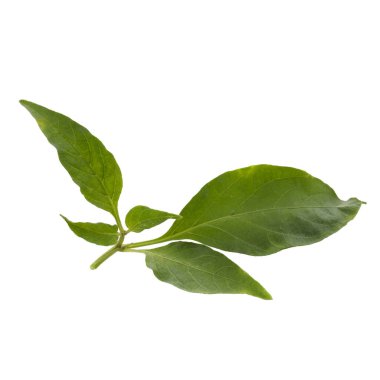 Chili biberi beyaz arkaplanda yalıtılmış bırakır