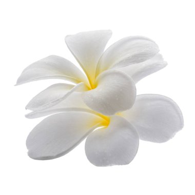 Beyaz arka planda izole edilmiş beyaz frangipani çiçekleri