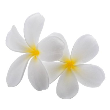 Beyaz arka planda izole edilmiş beyaz frangipani çiçekleri