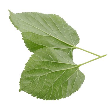 Beyaz bir arka plan üzerinde izole dut yaprakları