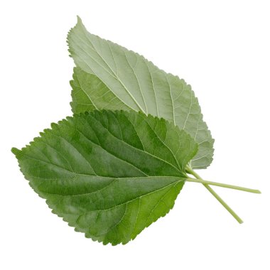 Beyaz bir arka plan üzerinde izole dut yaprakları