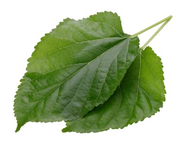 Beyaz bir arka plan üzerinde izole dut yaprakları