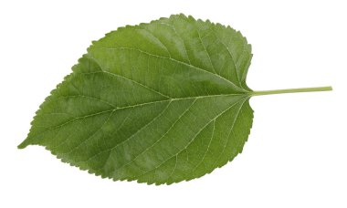 Beyaz bir arka plan üzerinde izole dut yaprakları