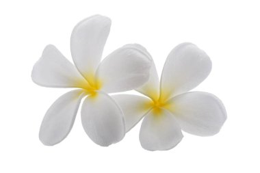 Beyaz arka planda izole edilmiş beyaz frangipani çiçekleri