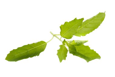 Beyaz arka planda izole edilmiş taze bir fesleğen yaprağı.