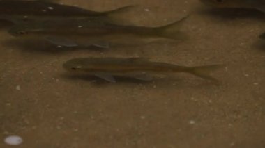 Zarif Mavi Mahseer balığı akıntıya karşı yüzer. Manzaralı bir şelalenin berrak, dalgalı sularında..