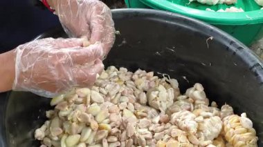 Taze kakao çekirdekleri kurutulmadan önce zengin çikolata aroması geliştirmenin anahtarı olan fermantasyon için çıkartılır, temizlenir ve biriktirilir.