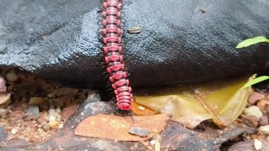 Düz sırtlı kırkayaklar nemli zeminde sürünecek, nemli ve serin yağmur mevsiminde sayılar halinde ortaya çıkacaklar..