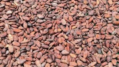 Güneşte kurutulan kakao çekirdekleri doğal olarak lezzeti arttırır. Paspasların üzerine yayılarak, güneş ışığı altında yavaşça kururlar, zengin ve kaliteli çikolataları sağlarlar.