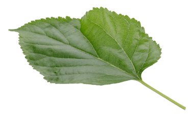 Beyaz bir arka plan üzerinde izole dut yaprakları