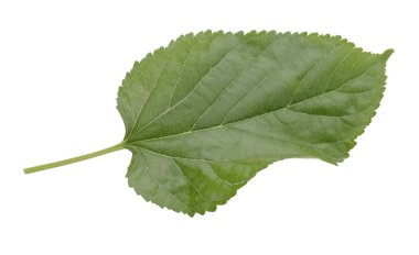 Beyaz bir arka plan üzerinde izole dut yaprakları