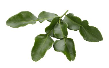 Bergamot kaffir limonu, beyaz arka planda taze bitkiler bırakır.