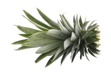 Beyaz arkaplanda ananas yaprakları izole