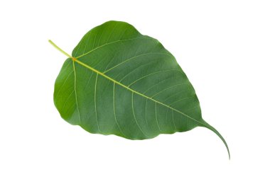 yeşil Bodhi beyaz arkaplanda izole bırakılır