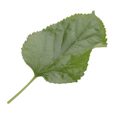 Beyaz bir arka plan üzerinde izole dut yaprakları