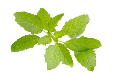 Beyaz arka planda izole edilmiş taze bir fesleğen yaprağı.