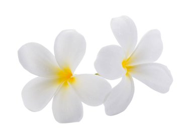 Beyaz arka planda izole edilmiş beyaz frangipani çiçekleri