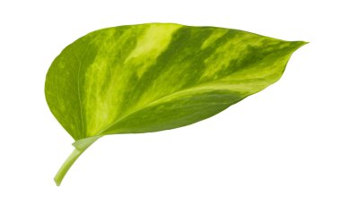 Beyaz arka planda yeşil ve sarı yapraklı sarı renkli sarmaşık.