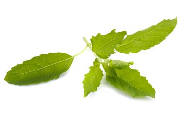 Beyaz arka planda izole edilmiş taze bir fesleğen yaprağı.