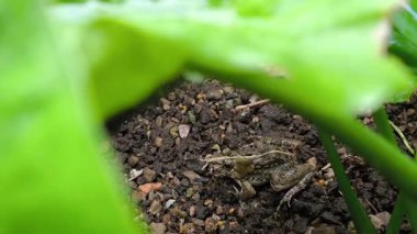 Şirin küçük bir kurbağa, yeşil yaprakların altında sessizce oturur.