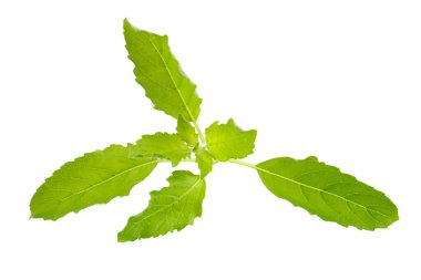 Beyaz arka planda izole edilmiş taze bir fesleğen yaprağı.