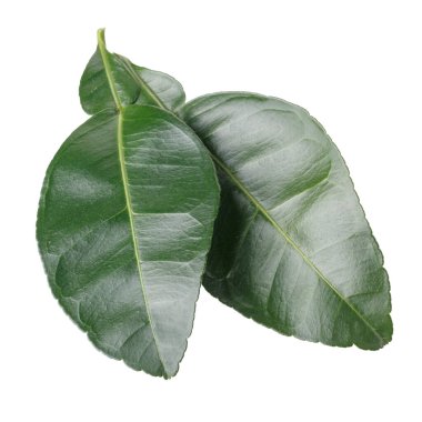 Yeşil limon yaprakları ve narenciye yaprakları beyaz arka planda izole edilmiş.