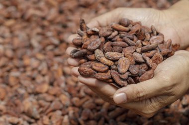 Kakao çekirdeği yığını güneşte kuruyor.