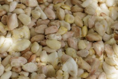 Mayalanmadan önce kabuklardan taze kakao çekirdekleri çıkarılmış..