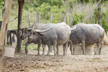 Bir ağılda su bufalosu (Bubalus bubalis) veya evcil su bufalosu