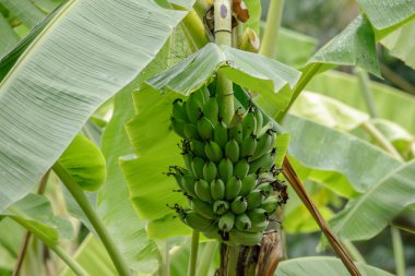 Yağmur mevsiminde muz ağaçlarında çiğ muz