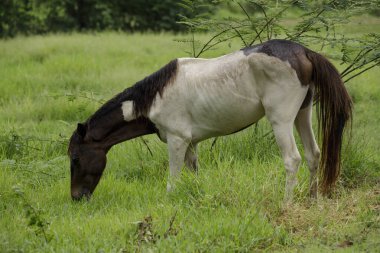 Yağmurlu havada yeşil çayırlarda otlayan atlar.