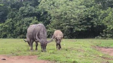 Bufalo anne ve yavrusu, açık yeşil çayır manzarasında yan yana otluyor.